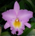 /album/brassocattleya/bc-mount-hood-orchidglade-am-aos-jpg/